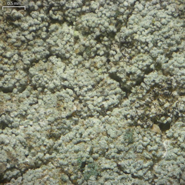 Lepraria neglecta