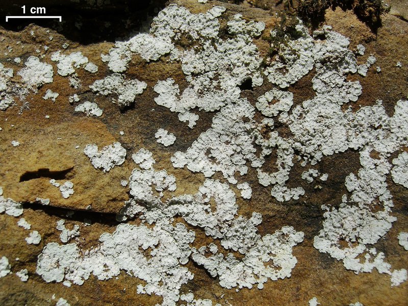 Lepraria normandinoides