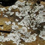 Lepraria normandinoides