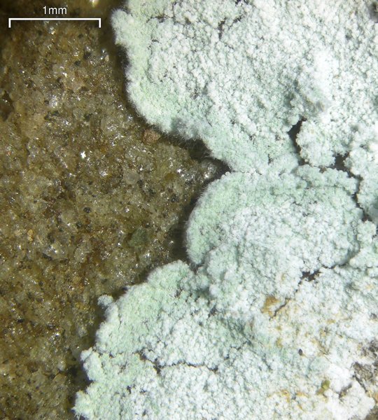 Lepraria normandinoides