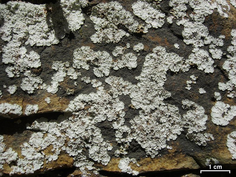 Lepraria normandinoides