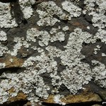Lepraria normandinoides