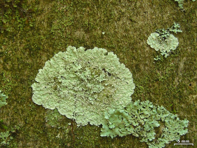 Lepraria normandinoides