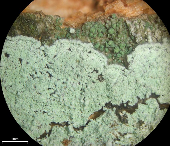 Lepraria normandinoides