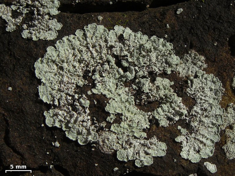 Lepraria normandinoides