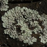 Lepraria normandinoides