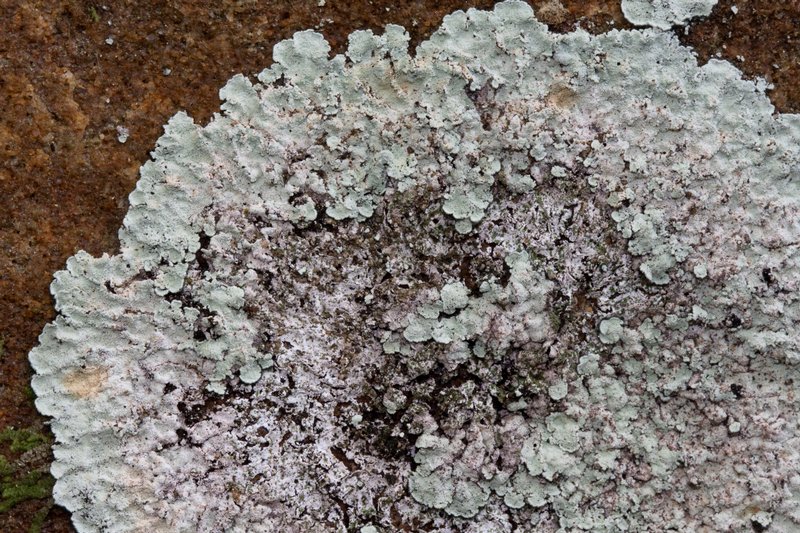 Lepraria normandinoides