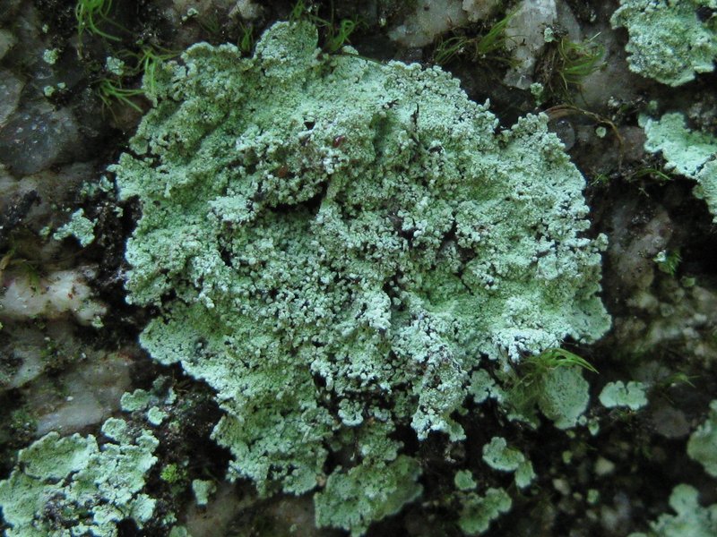 Lepraria normandinoides