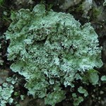 Lepraria normandinoides