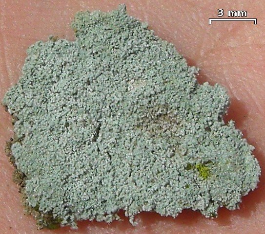 Lepraria rigidula