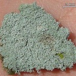 Lepraria rigidula