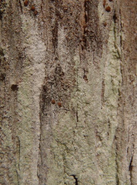 Lepraria torii