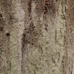 Lepraria torii