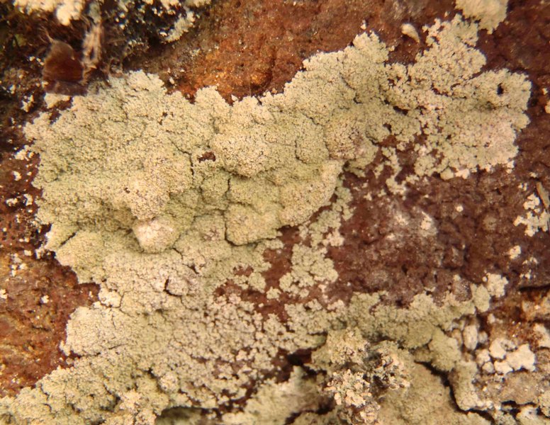 Lepraria vouauxii