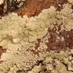 Lepraria vouauxii