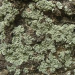 Lepraria vouauxii