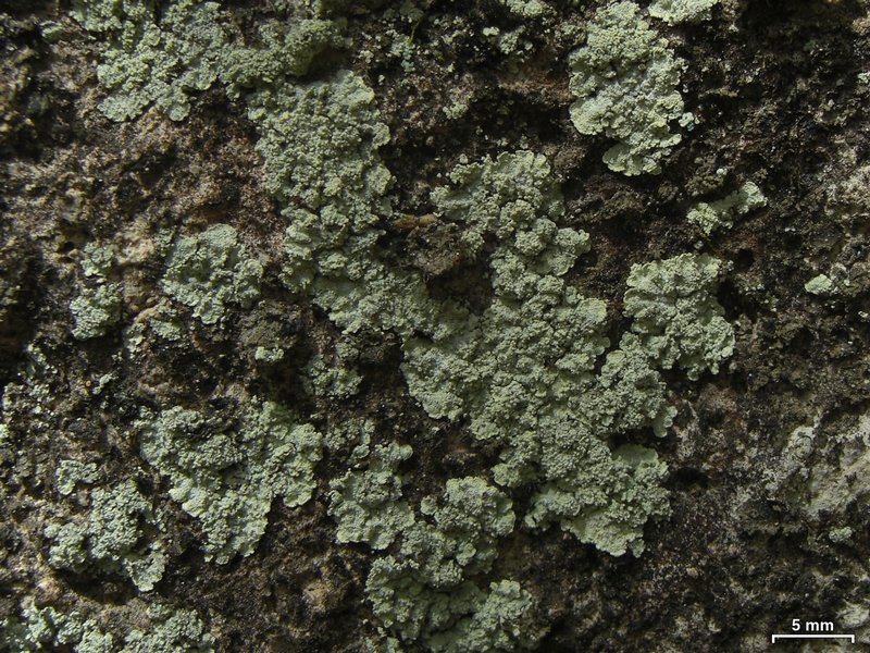 Lepraria vouauxii