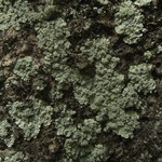 Lepraria vouauxii
