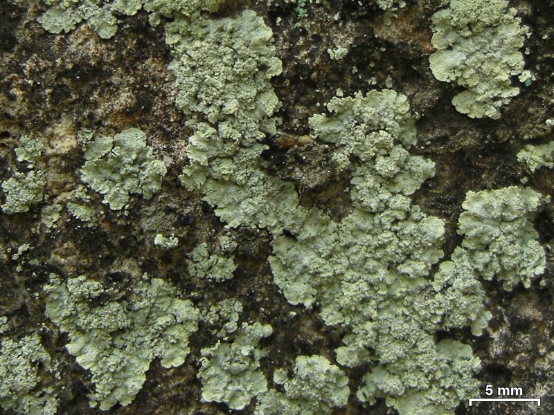 Lepraria vouauxii
