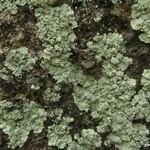 Lepraria vouauxii