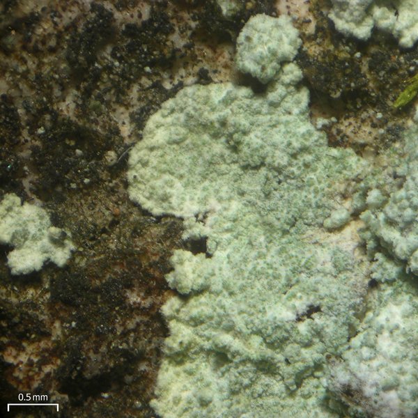 Lepraria vouauxii