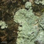 Lepraria vouauxii