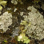Lepraria xerophila