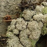 Lepraria xerophila