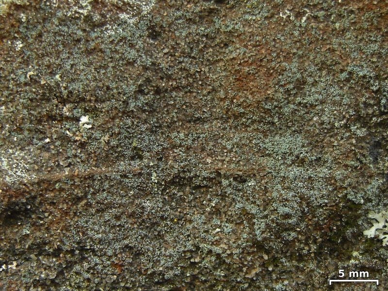 Leprocaulon adhaerens