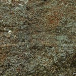 Leprocaulon adhaerens
