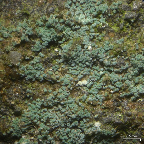 Leprocaulon adhaerens