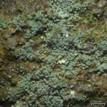 Leprocaulon adhaerens