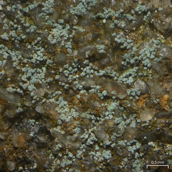Leprocaulon adhaerens
