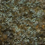 Leprocaulon adhaerens