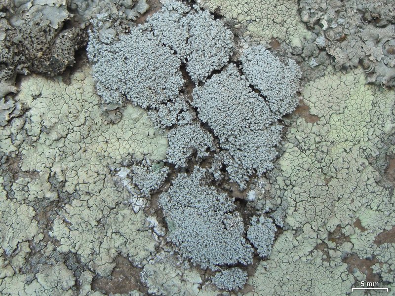 Lepraria albicans
