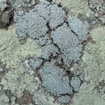 Lepraria albicans