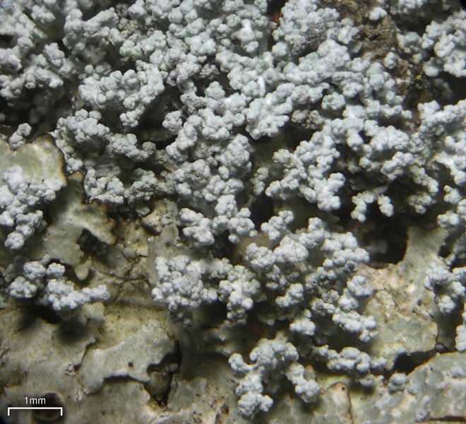 Lepraria albicans