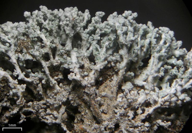 Lepraria albicans