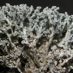 Lepraria albicans