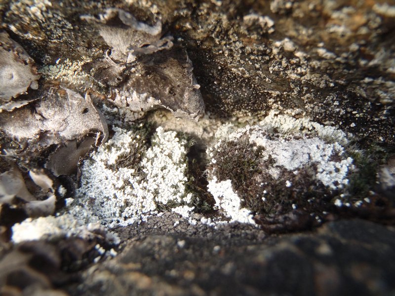 Lepraria albicans