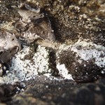 Lepraria albicans