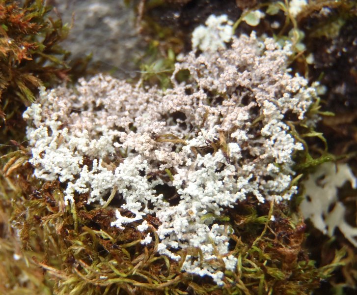Lepraria albicans