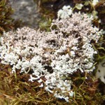 Lepraria albicans