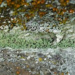 Leprocaulon americanum