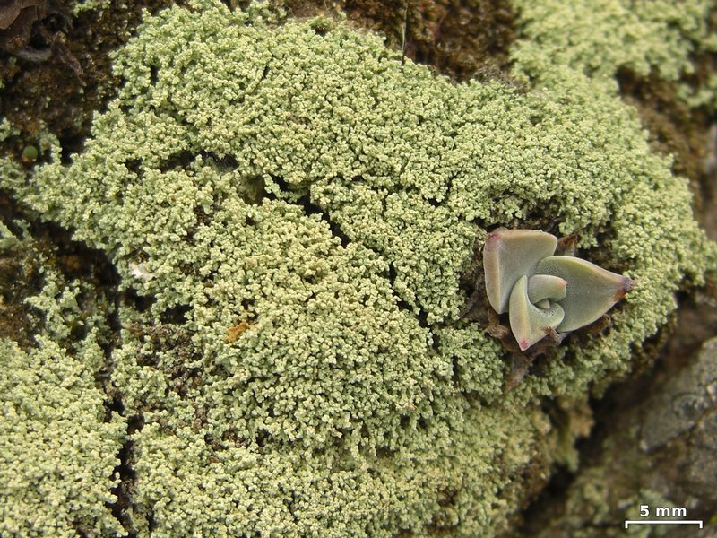 Leprocaulon americanum