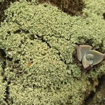 Leprocaulon americanum