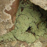 Leprocaulon americanum