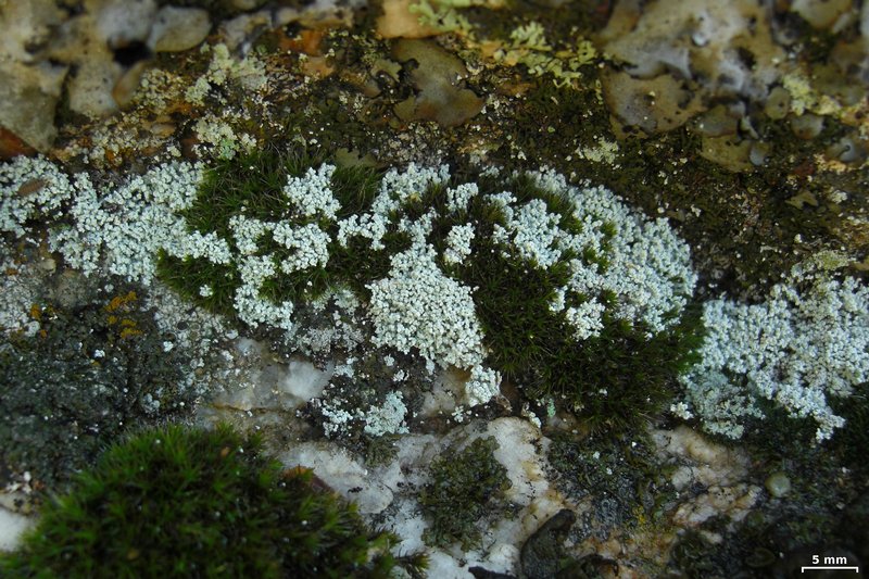 Lepraria gracilescens