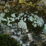 Lepraria gracilescens