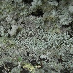 Lepraria gracilescens